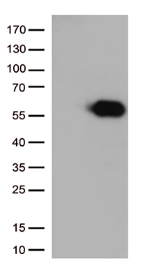 ZNF181 antibody