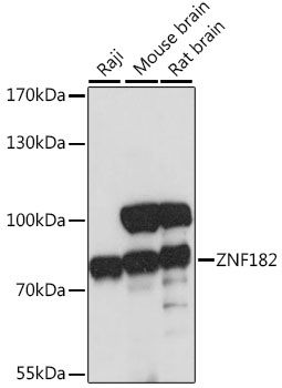 ZNF182 antibody