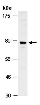 ZNF185 (M) Antibody, Rabbit Polyclonal