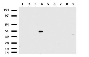 ZNF19 antibody