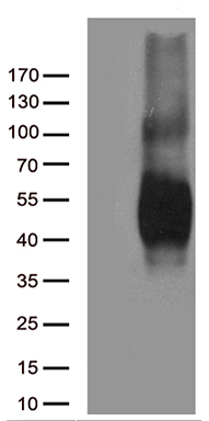 ZNF19 Antibody
