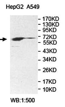 ZNF192 Rabbit Polyclonal Antibody