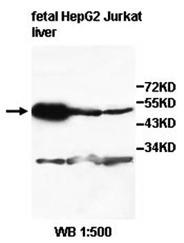 ZNF19 antibody