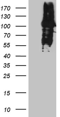 ZNF2 Antibody