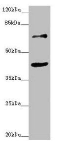 ZNF20 Antibody
