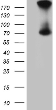 ZNF202 antibody