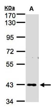 ZNF211 antibody