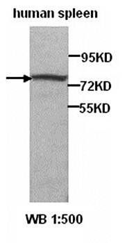 ZNF217 antibody