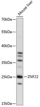 ZNF22 antibody