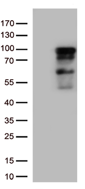 ZNF226 Antibody