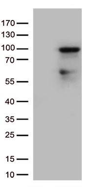 ZNF226 antibody