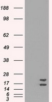 ZNF226 Antibody