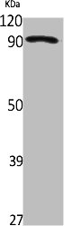 ZNF227 antibody