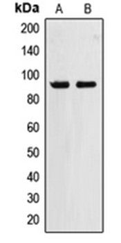 ZNF227 antibody