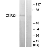 ZNF23 antibody