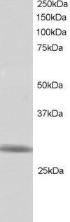 Goat anti-ZNF230 / RNF141 Antibody