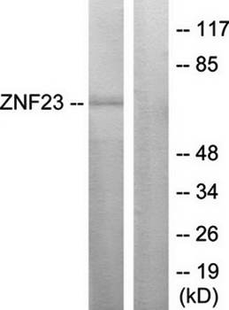 ZNF23 Antibody