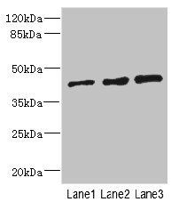 ZNF24 antibody