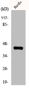 ZNF24 antibody