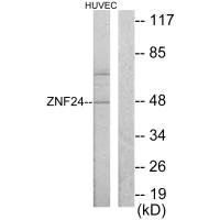 ZNF24 antibody