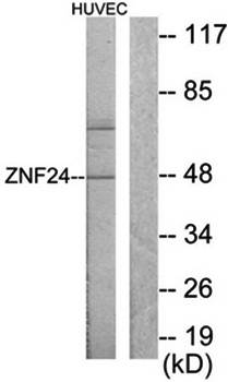 ZNF24 antibody