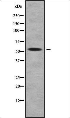 ZNF25 antibody