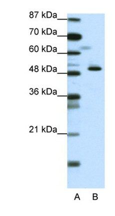 ZNF259 antibody