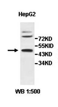 ZNF260 Rabbit Polyclonal Antibody