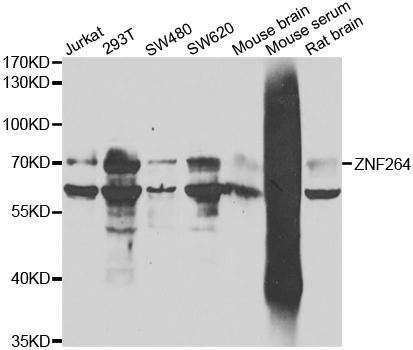 ZNF264 antibody