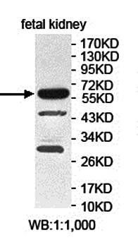 ZNF266 antibody