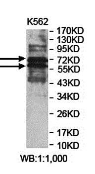 ZNF274 Rabbit Polyclonal Antibody