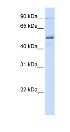 ZNF275 antibody