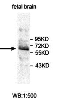 ZNF280A antibody