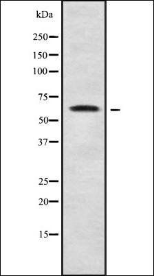 ZNF280B antibody