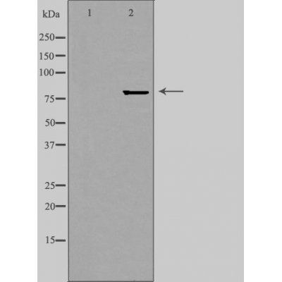 ZNF280C antibody