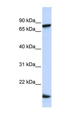 ZNF281 antibody