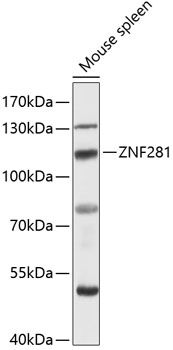 ZNF281 antibody