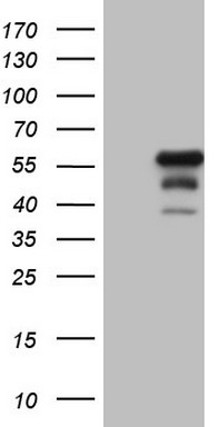 ZNF286 (ZNF286A) antibody