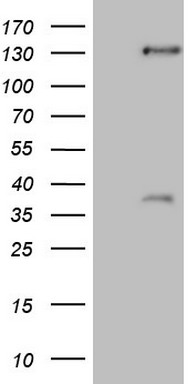 ZNF286 (ZNF286A) antibody