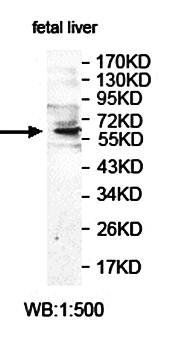 ZNF286A antibody
