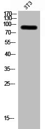 ZNF287 antibody