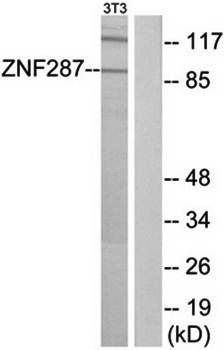 ZNF287 Antibody