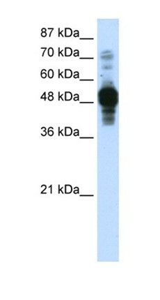 ZNF296 antibody