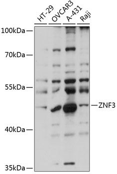 ZNF3 antibody