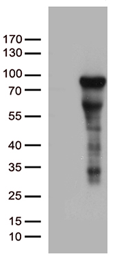 ZNF317 antibody