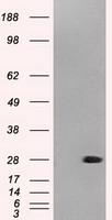 ZNF317 antibody