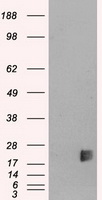 ZNF317 antibody