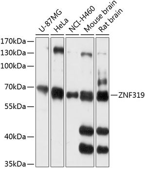 ZNF319 antibody