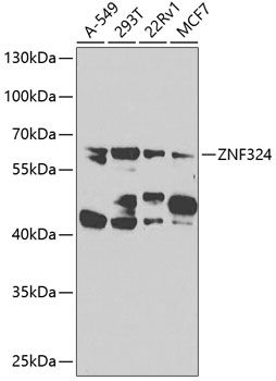ZNF324 antibody