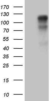 ZNF329 Antibody